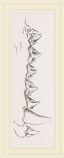 Teeth of Sea Leopard