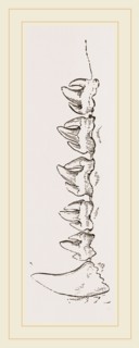 Teeth of Sea-Leopard
