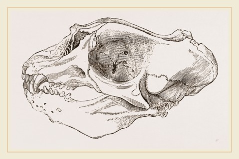 Skull of Elephant-Seal