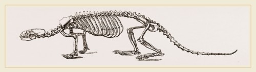 Skeleton of European River-Otter