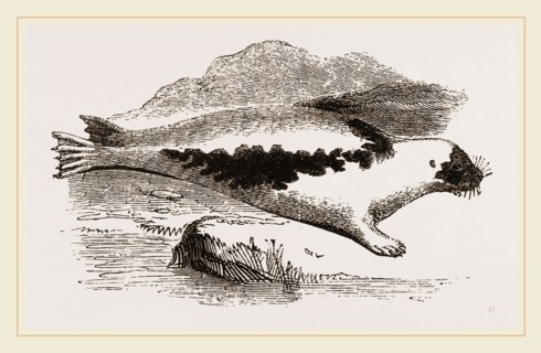 Harp-Seal