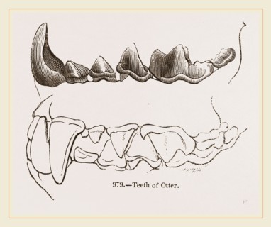 Teeth of Otter