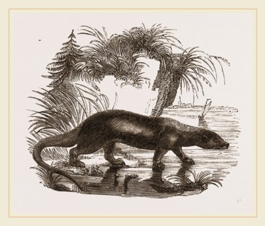 Otter
