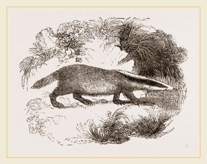 Common Badger