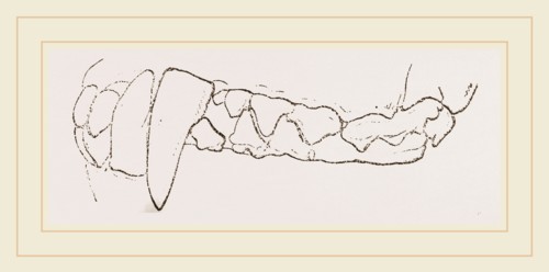 Teeth of Badger