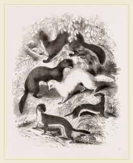 British Mustelidae Weasels