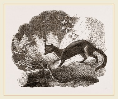 Beech-Marten