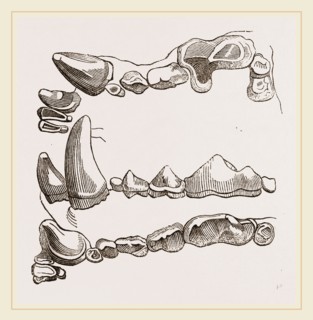 Teeth of Glutton