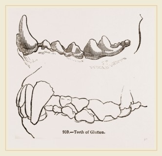Teeth of Glutton