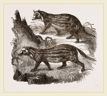 Civets