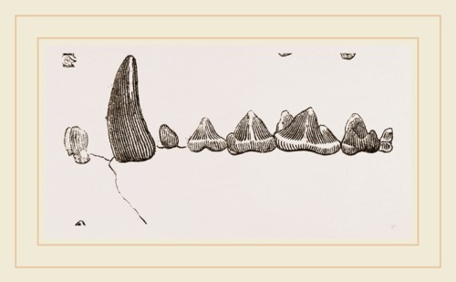 Teeth of Ichneumon