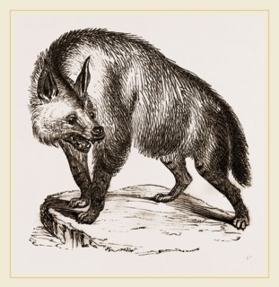 Villose Hyena