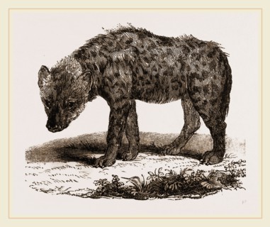 Spotted Hyena