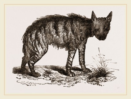 Striped Hyena