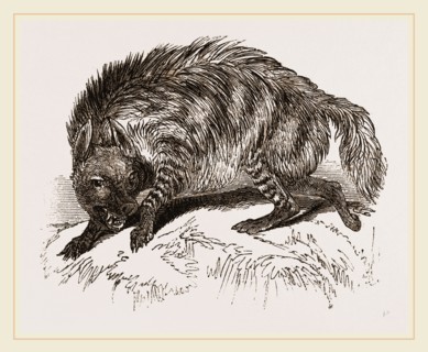 Striped Hyena