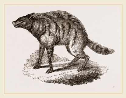 Proteles or Aard-Wolf