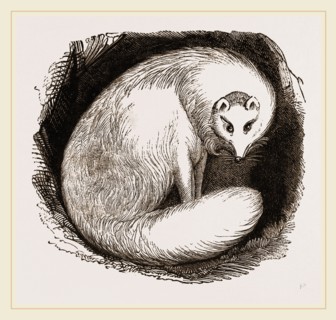 Arctic Fox
