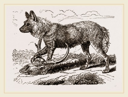 Cape Hunting-Dug