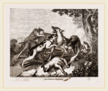 Wolf hunt, after Snyders