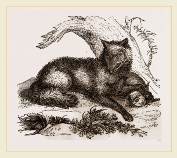 Dusky or Clouded Wolf