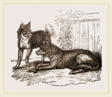 Mixed breed of Dog and Wolf