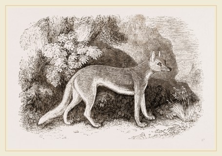 Syrian Wolf