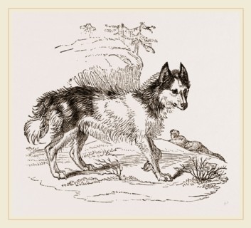 Dog of Mackenzie River