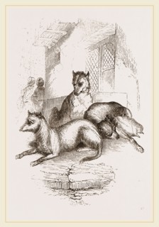 Street Dogs of the East