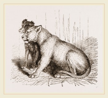 Lion and Spaniel