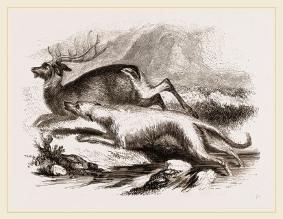 Scotch Greyhound