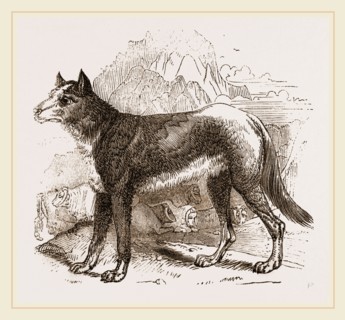 Turkman Watch-dog