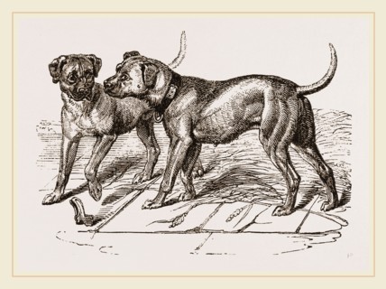 Cuban Blood-hounds