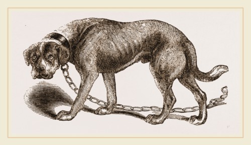 Mastiff