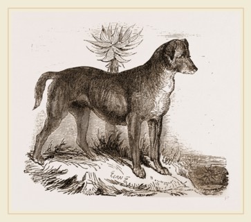 African Hound