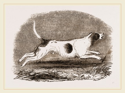 Beagle