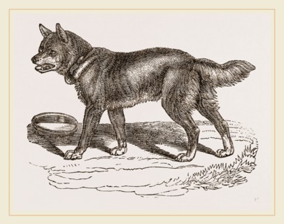 Australian Dog