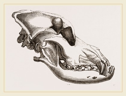 Skull of a Mastiff dog