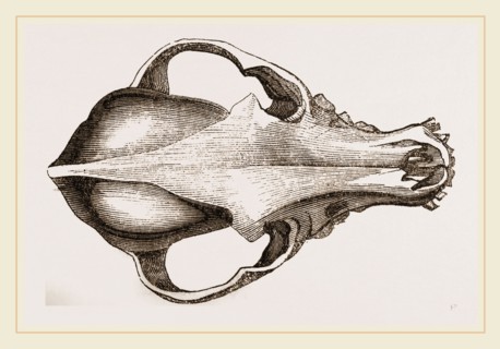 Skull of a Spaniel dog