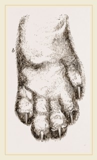 Feeth of Panda