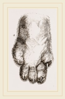 Feeth of Panda