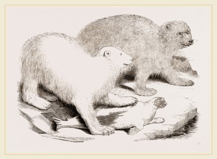 Polar Bears and Seal