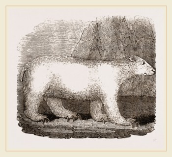 Polar Bear