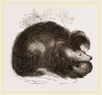 Sloth-Bear