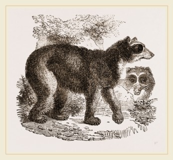 Spectaced Fear