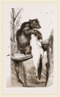 Bear with dead Horse
