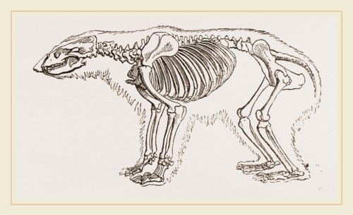 Skeletun of Polar Bear