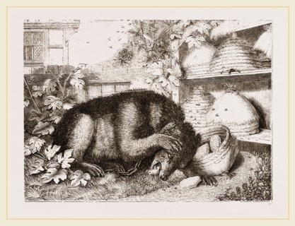 Bear and Bees
