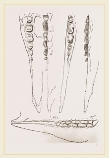 Teeth of Aard-vark