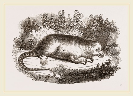 Little Ant-Eater
