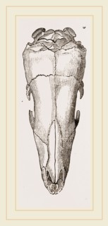 Skull of Short-tailed Manis